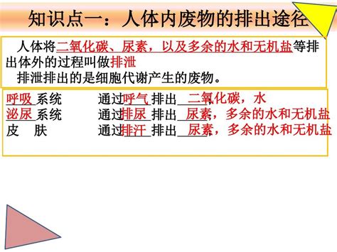 人体内废物的排出复习word文档在线阅读与下载无忧文档