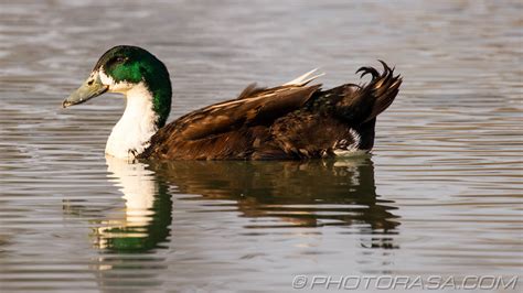 Manky Mallards - Photorasa Free HD Photos