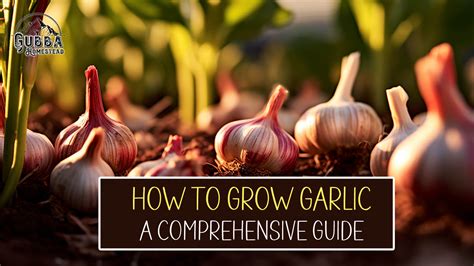 How To Grow Garlic A Comprehensive Guide Gubba Homestead