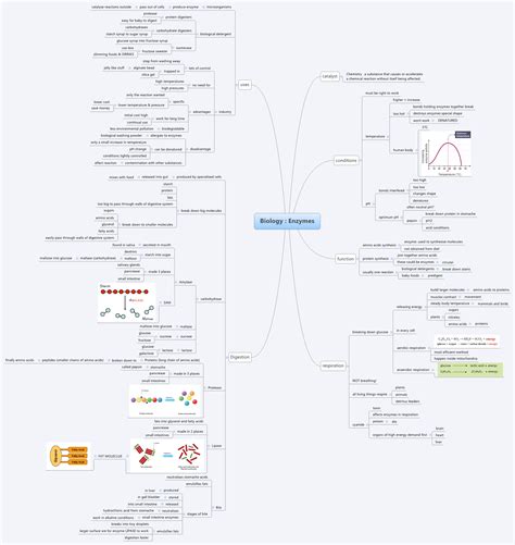 Biology Enzymes Xmind Mind Mapping Software