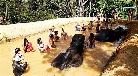 Elephant Jungle Sanctuary Phuket Mr Kai Taxi Tour Phuket