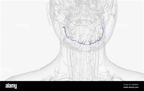 The Inferior Alveolar Artery Inferior Dental Artery Is An Artery Of