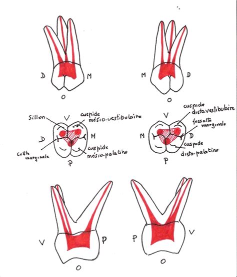 Anatomie Des Dents Humaines Atlas Dentaire Et Nomenclaturepar Le Dra