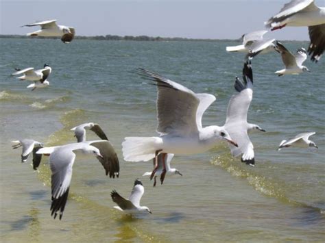 Images Gratuites oiseau aile ciel pélican Oiseau de mer mouette