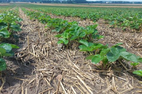 Jakie Zabiegi Pozbiorcze Wykona Na Plantacjach Truskawek