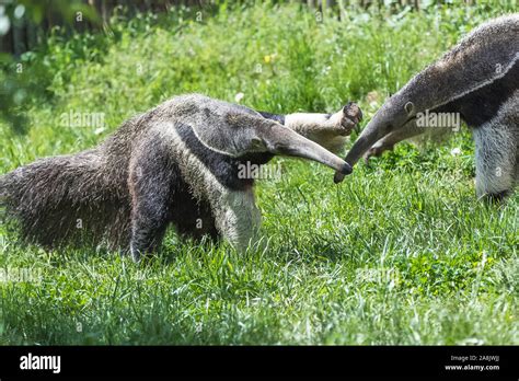 Giant Anteater, animals fighting Stock Photo - Alamy