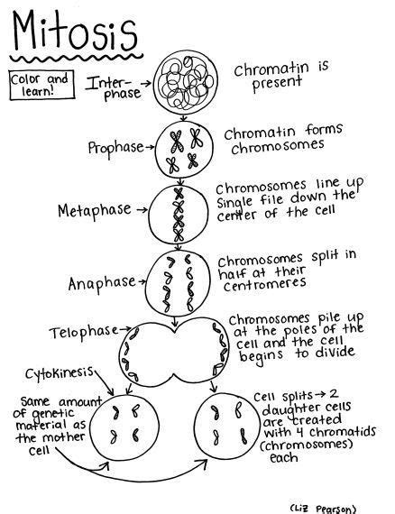 Mitosis Printable Coloring Page Educational And Teaching Resource Mitosis Biology Notes