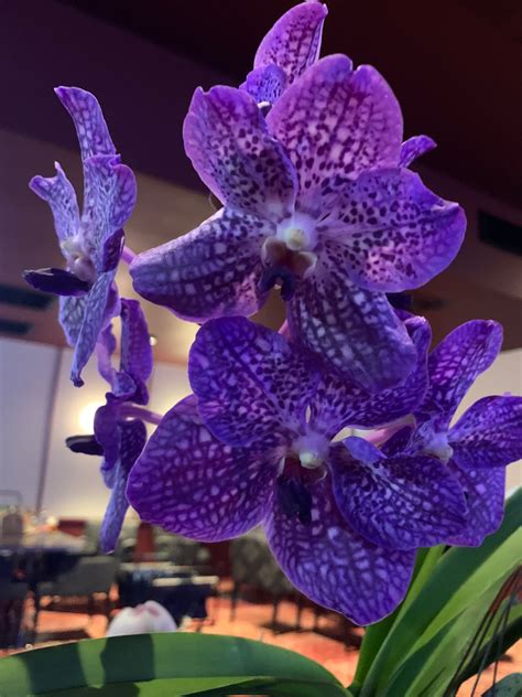 Gallery Mingara Orchid Club Inc