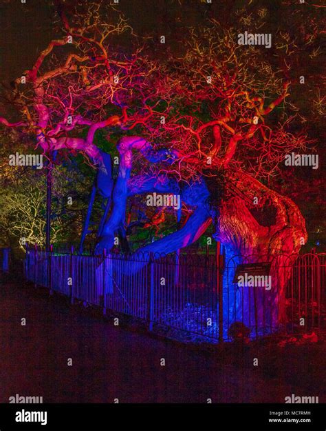 Christmas at Kew Stock Photo - Alamy