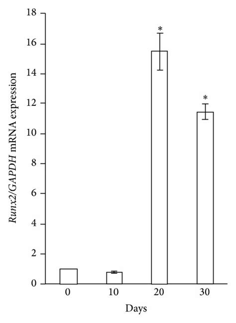 Expression Of Osteogenic Marker Genes In The Gf Ipsc Constructs Under