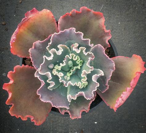 Echeveria Bumps Bump Leaf Let Love Grow Succulent And Cactus