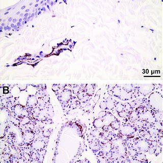 (PDF) Dacryops (Lacrimal Cyst) in Three Young Labrador Retrievers