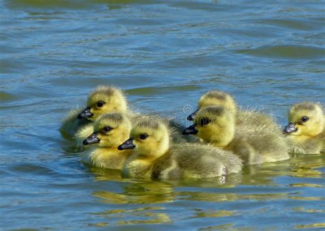 Baby Canada Goose Gosling Swimming in the Lake Stock Photo - Image of ...