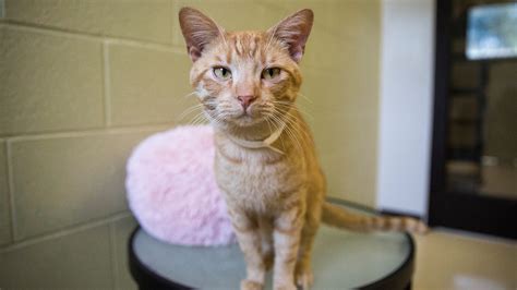 Pets for adoption at the Muncie Animal Shelter
