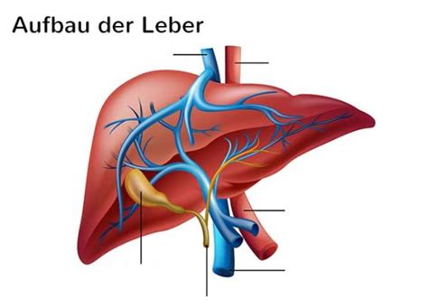 Leber Diagram Quizlet