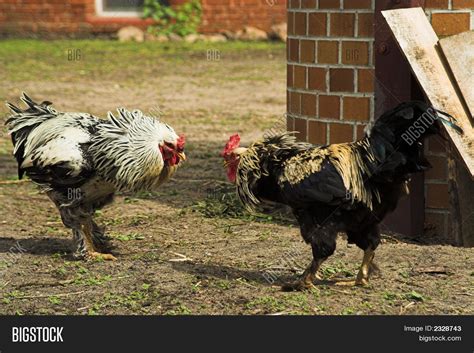 Rooster Fight Image & Photo (Free Trial) | Bigstock