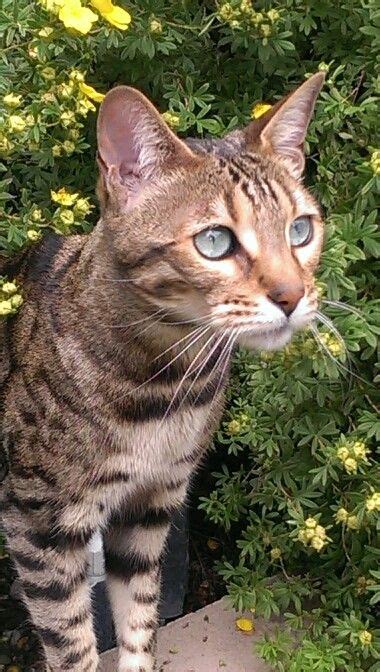 a cat with blue eyes standing in front of some bushes and yellow ...