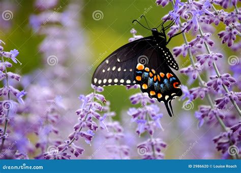 Butterfly With Purple Flowers Stock Photo - Image: 2986620