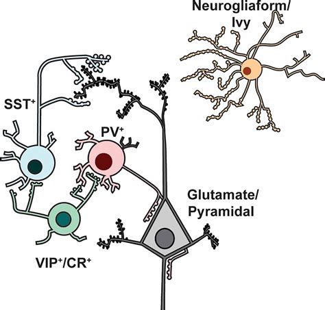 Frontiers Relevance Of Cortical And Hippocampal Interneuron