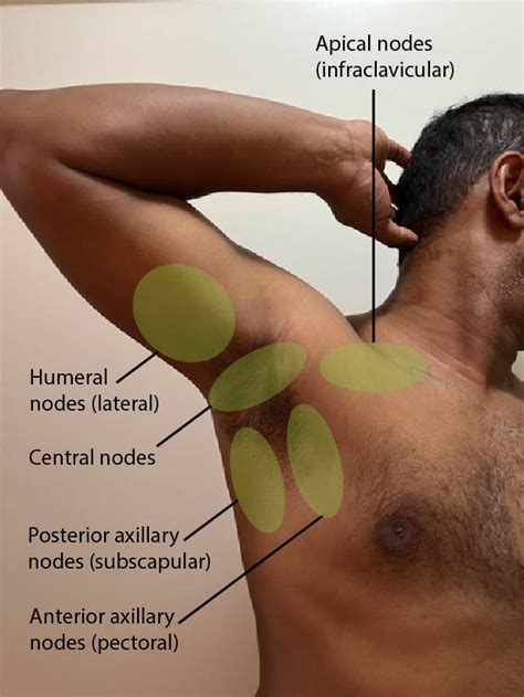 Inspection And Palpation Of The Lymph Nodes Introduction To Health