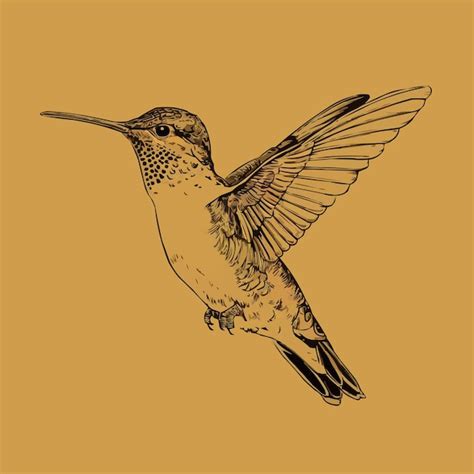 Premium Vector Hand Drawn Hummingbird Outline Illustration