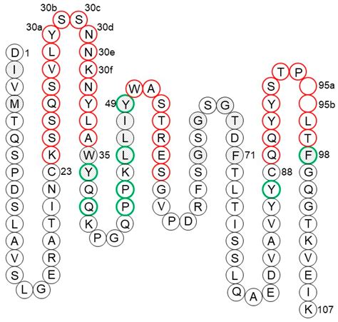 Amino Acid Sequences Indicators Of Evolution Chapter Lab Africamfase