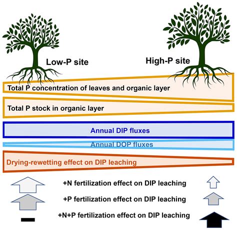 Bg Leaching Of Inorganic And Organic Phosphorus And Nitrogen In