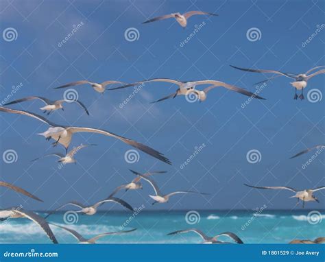 Flock Of Seagulls Over The Carribean Stock Image Image Of Water