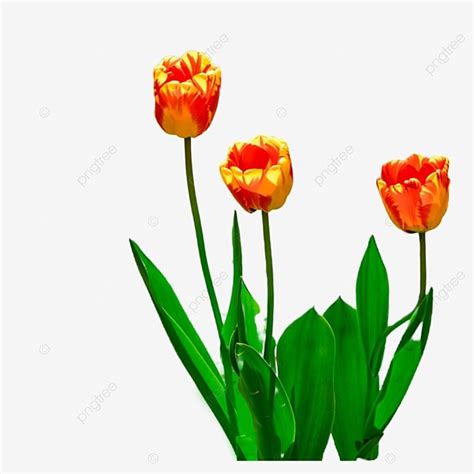 Tulips Spring Flowers Clipart Transparent PNG Hd Tulip Flower Branch