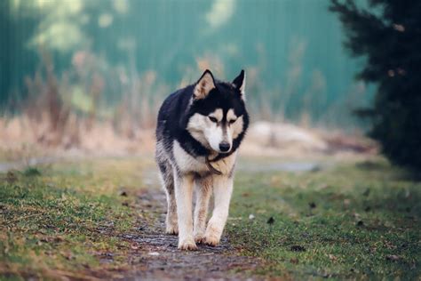 30 Wild Animals in Russia [Wildlife in Russia] - Kevmrc