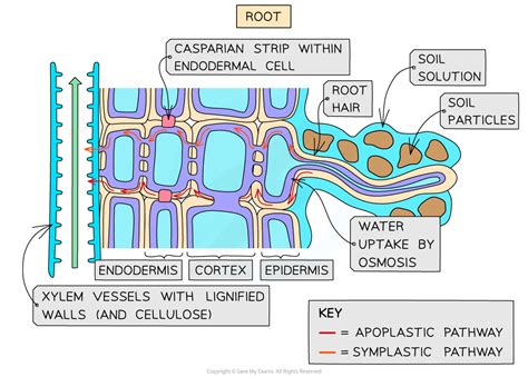 Water Transport In The Xylem 361 Aqa As Biology Revision Notes