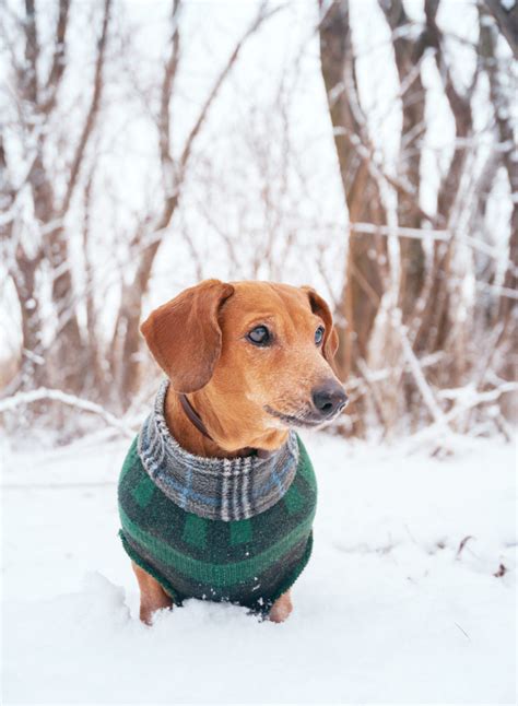 Dachshund Clothes Dressing Your Doxie For Every Weather