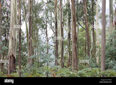 Eucalyptus Forest High Country Victoria Australia 2 Stock Photo Alamy