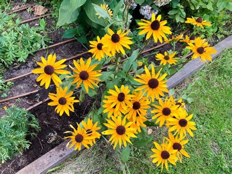 Rudbekia Sadzonki Kwiaty Te Wieloletnie Osiny Kup Teraz Na