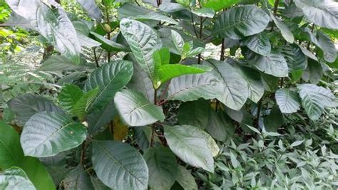 Cinchona Trees How To Grow And Maintain Tips