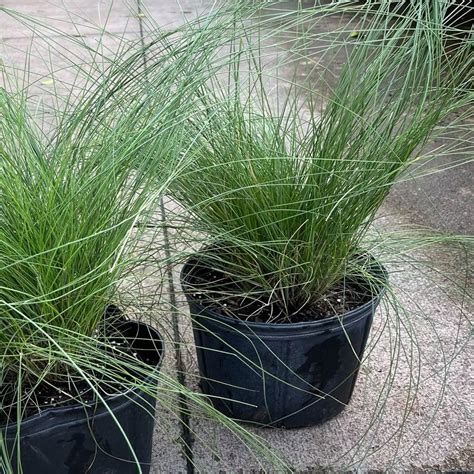 OnlinePlantCenter 3 Gal Pink Muhly Grass GRAS0011G3 The Home Depot