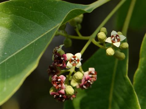 Santalum Album L ¿ Sun Tuh Lum Most Possibly From Sa Flickr