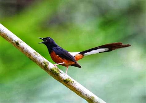 Penyebab Murai Batu Bunyi Tapi Mangap Di Gantangan Dan Cara