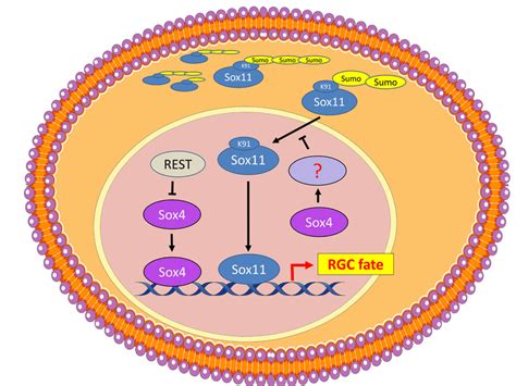 Regulatory Mechanism Of Sox4 And Sox11 In RGC Fate Specification REST