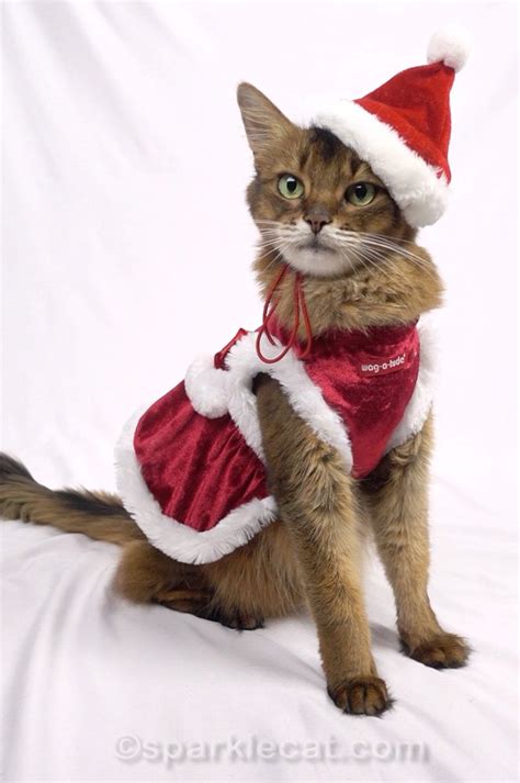 Modeling My Festive Christmas Cat Outfits - on Video! - Summer’s ...