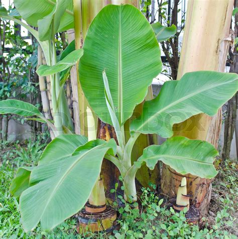 seedling and plant of banana | Stock image | Colourbox