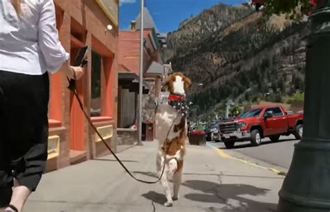 Watch Dexter The Wonder Dog Walk Like A Human Sidewalk Dog