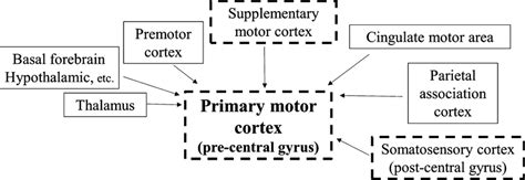 Input to the primary motor cortex. The primary motor cortex receives ...