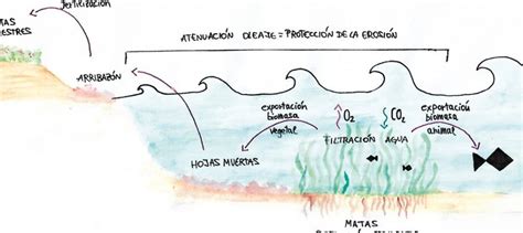 Las Praderas De Posidonia Del Mediterr Neo Un Ecosistema Esencial