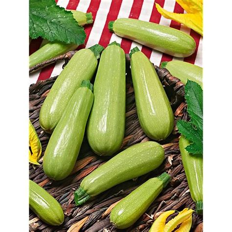 Courgette F1 Amalthée Bio Graines Baumaux