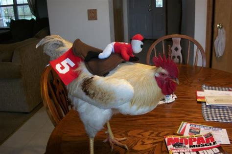 Chicken Costumes - Share your pictures! | BackYard Chickens