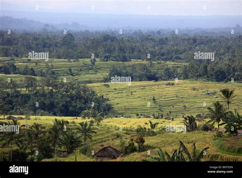 Jatiluwih Rice Hi Res Stock Photography And Images Alamy