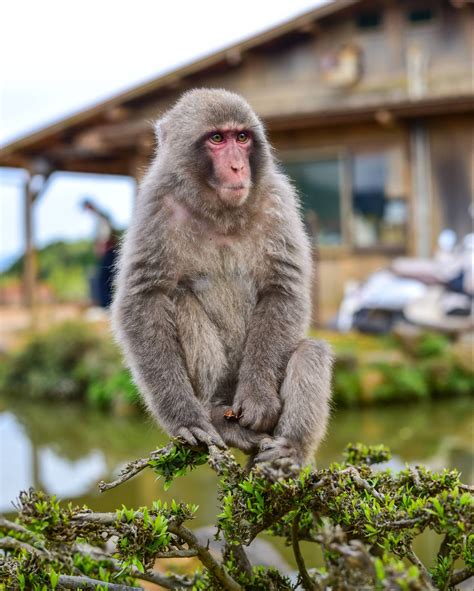 Macaques might make monkeys of us all | The Japan Times