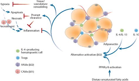 Macrophage Activation Pathway