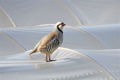 Chukar Partridge (Alectoris chukar) - Hawaii Bird Guide